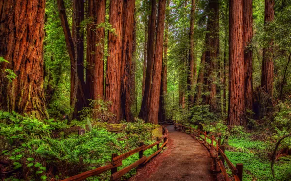 HD desktop wallpaper showing a man-made path winding through a lush green rainforest filled with towering redwood trees.