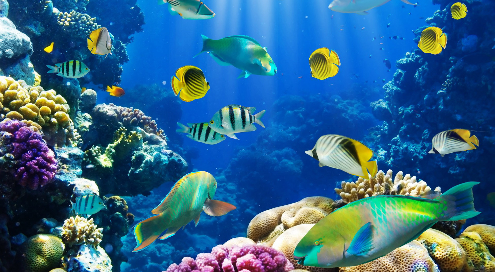 Fish Wallpapers | Best Wallpapers