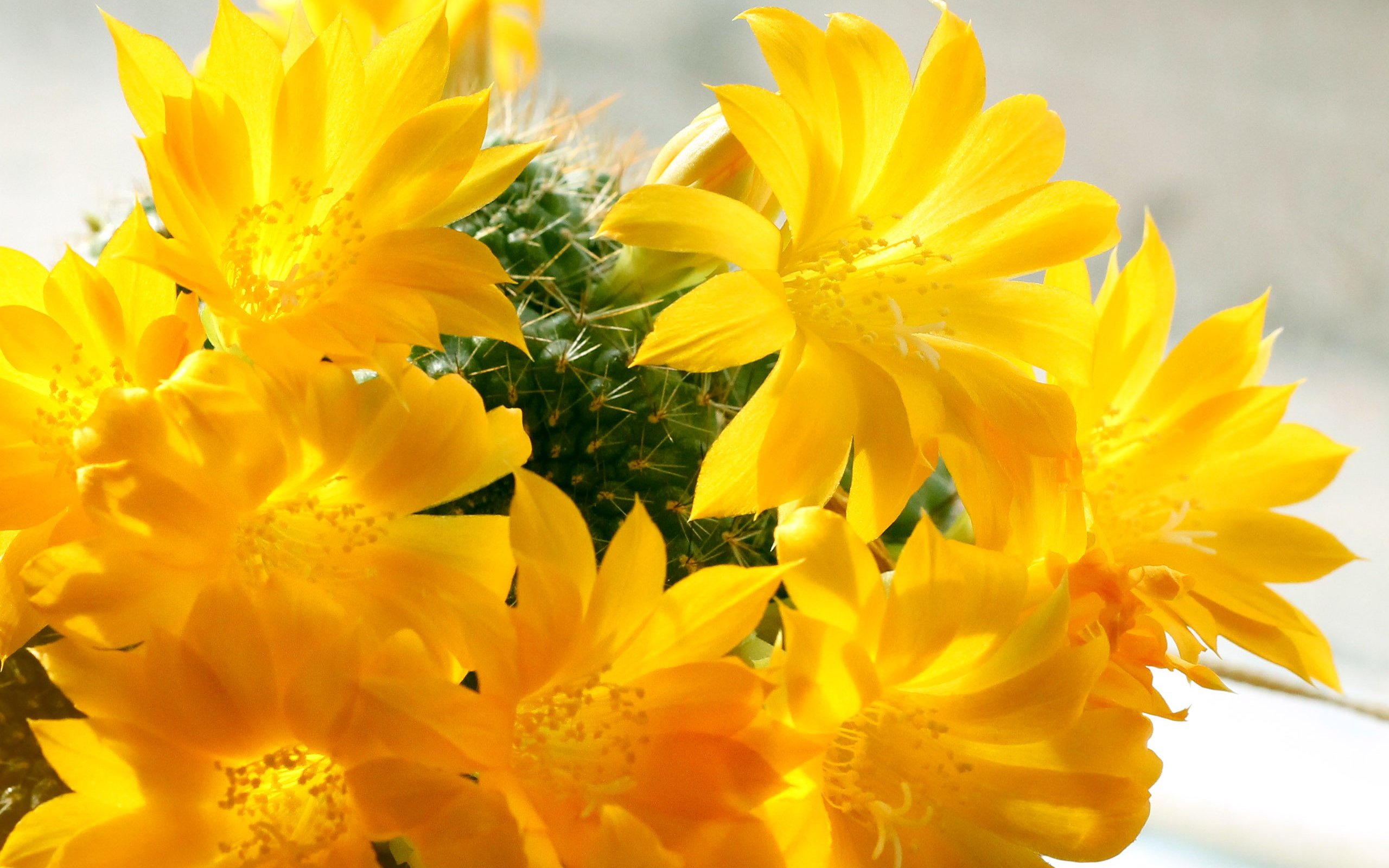 Nature Cactus HD Wallpaper | Background Image
