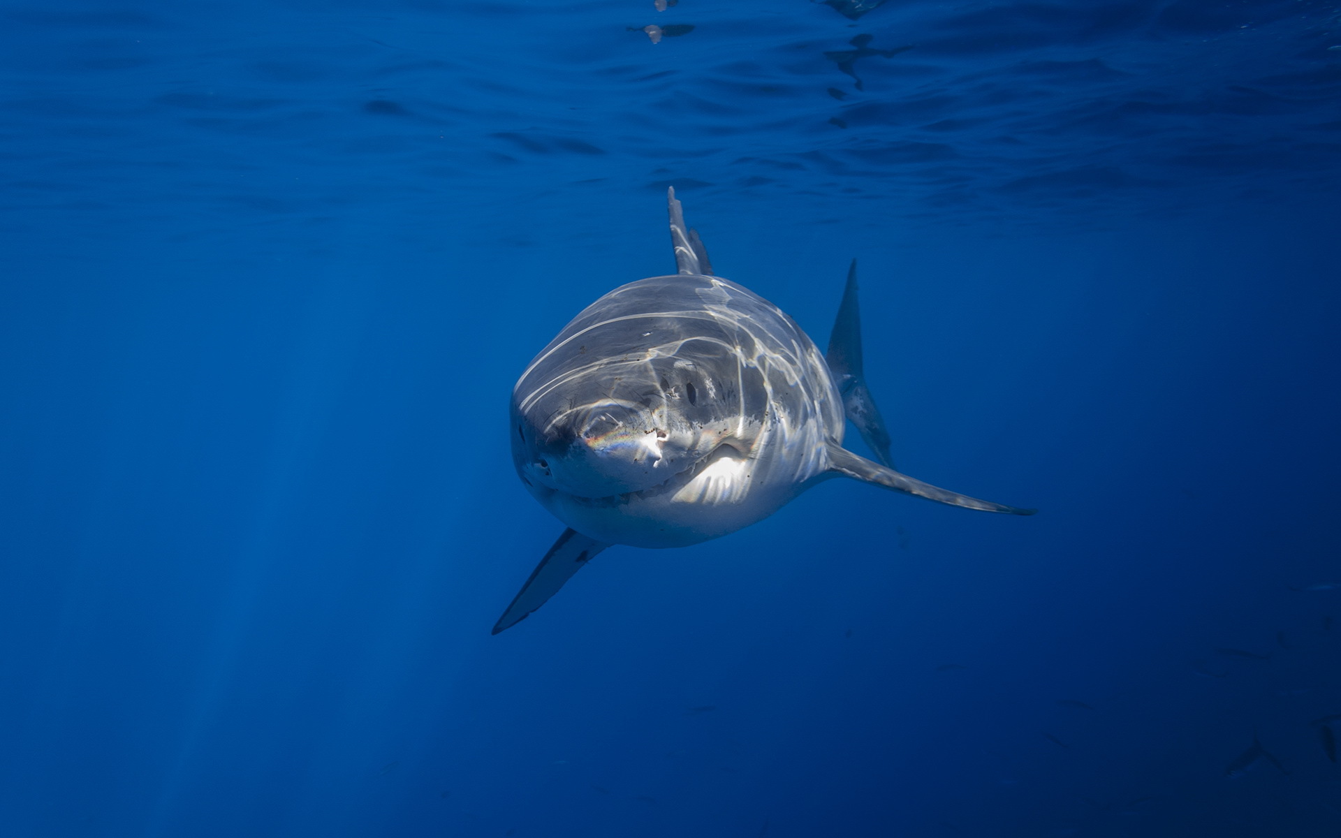 Animal Shark HD Wallpaper | Background Image