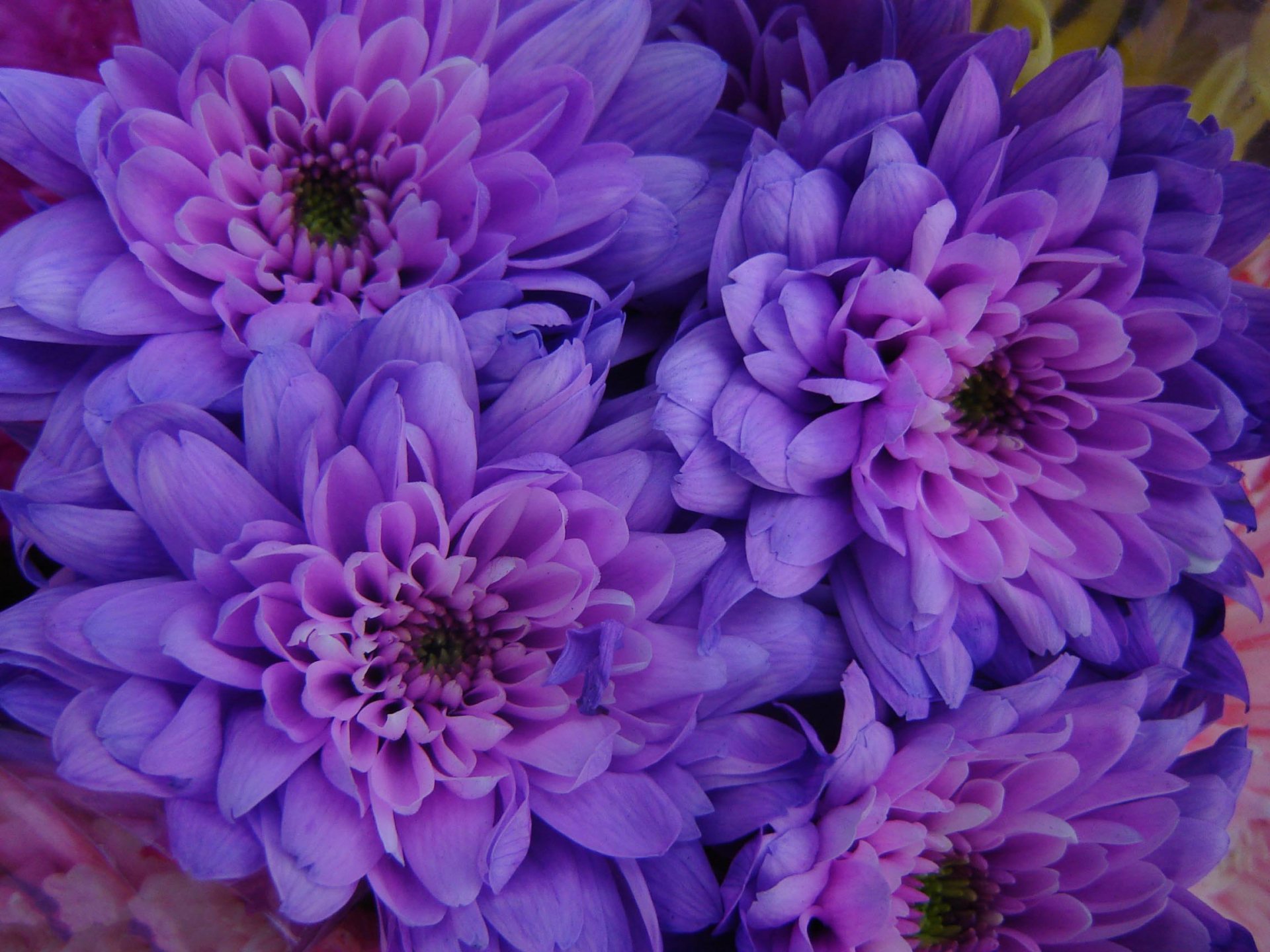 Purple Flowers 高清壁纸 | 桌面背景 | 2304x1728 | ID:689361 - Wallpaper Abyss