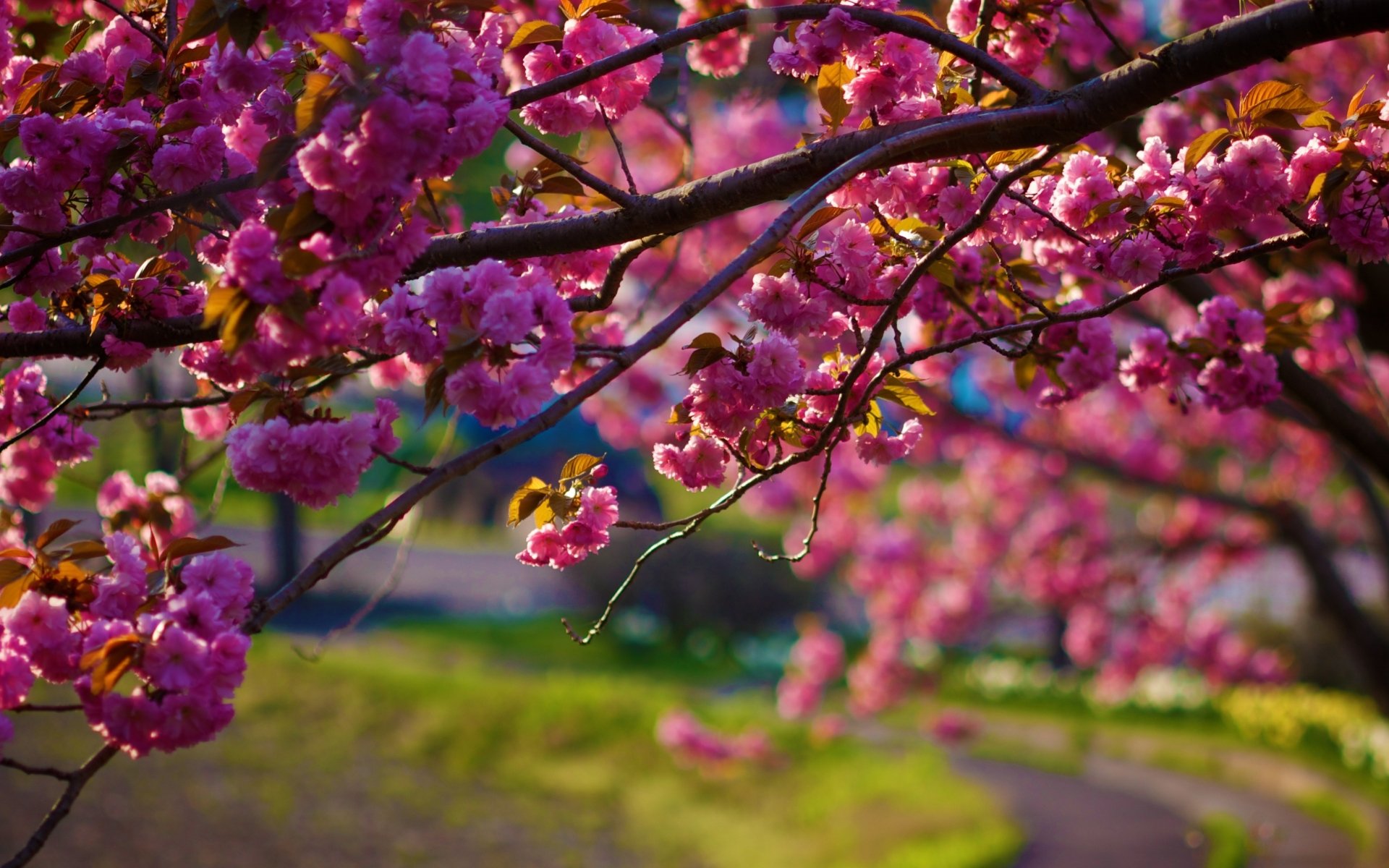 Download Pink Flower Branch Close-up Sakura Nature Blossom 4k Ultra HD