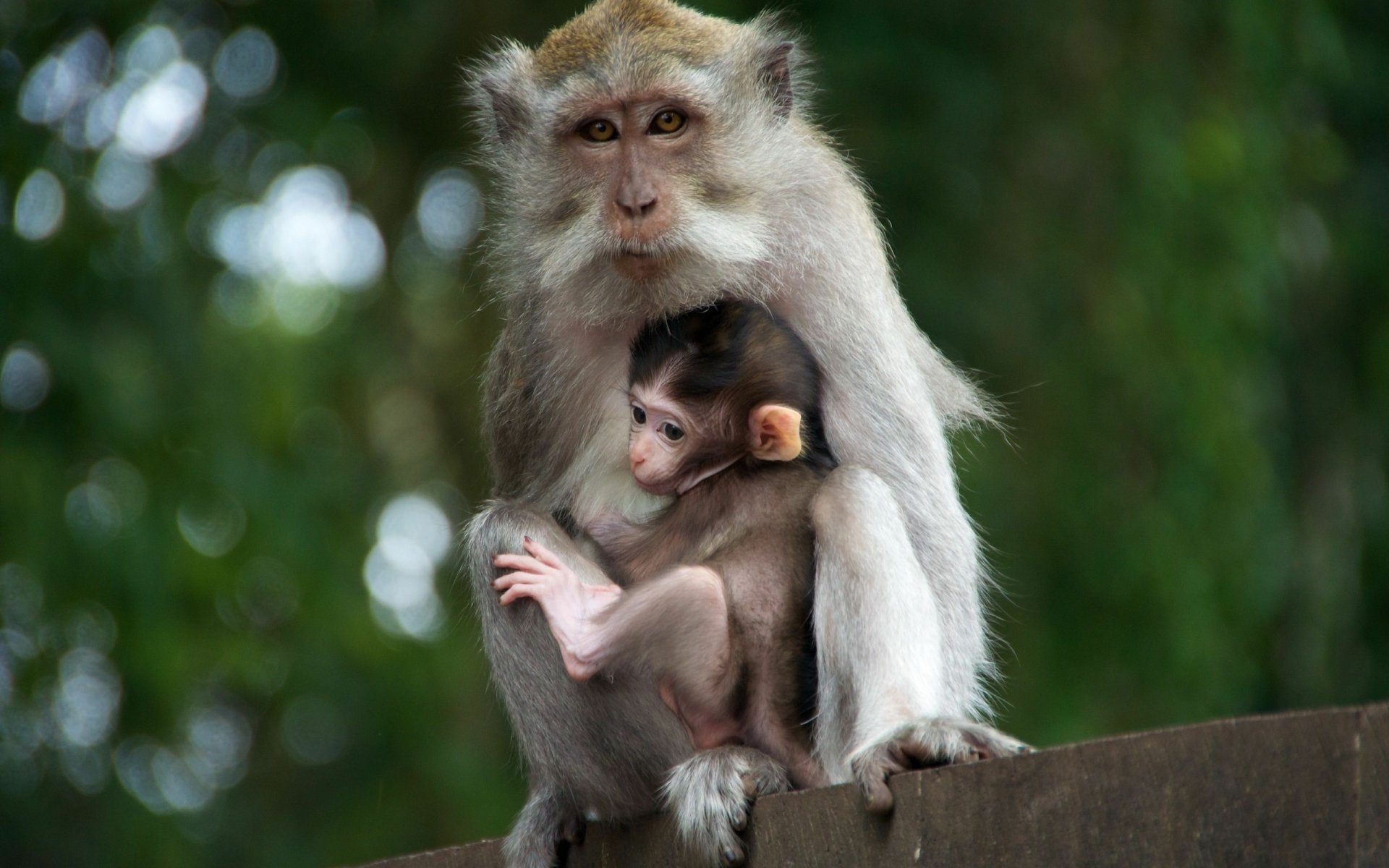 Mama Monkey and her Baby Fond d'écran HD | Arrière-Plan | 2560x1600 ...