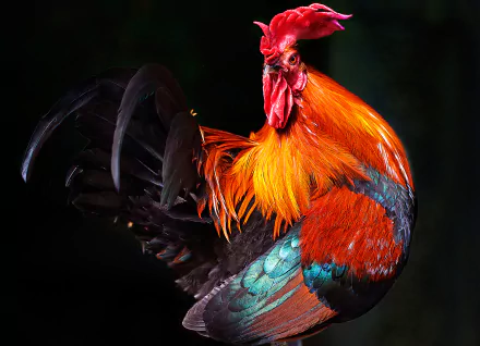 HD desktop wallpaper of a vibrant rooster with bright red, orange, and iridescent feathers set against a dark background, showcasing the beauty of this bird.