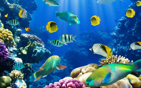 Animal Fish Fishes Tropical Fish Tropical Ocean Underwater Butterflyfish HD Wallpaper | Background Image
