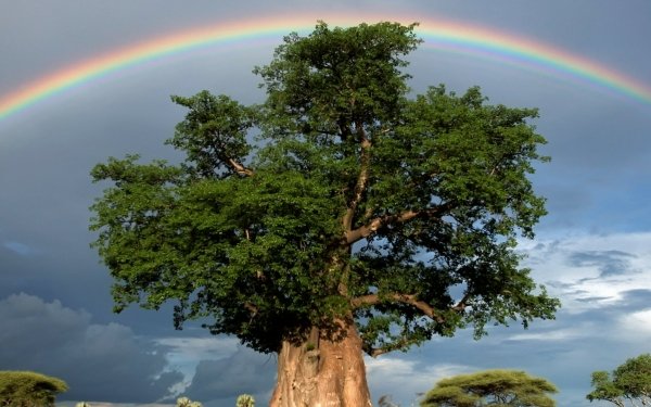 Earth Rainbow Tree Green Sky Baobab Tree HD Wallpaper | Background Image