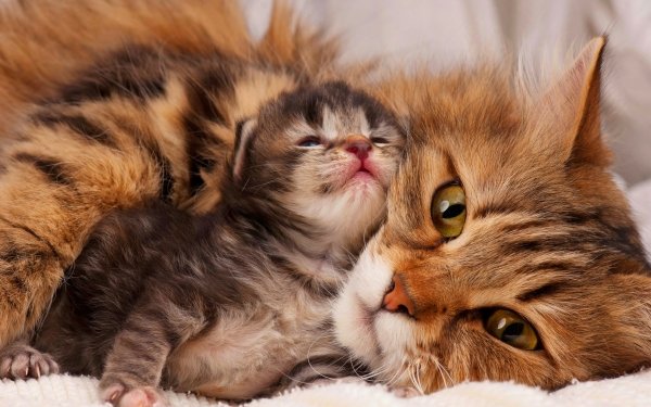 Animaux Chat Félins Kitten Amour Mignon Face Fond d'écran HD | Image