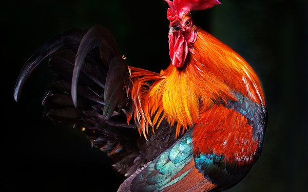 Animal Rooster Birds Galliformes Bird HD Wallpaper | Background Image
