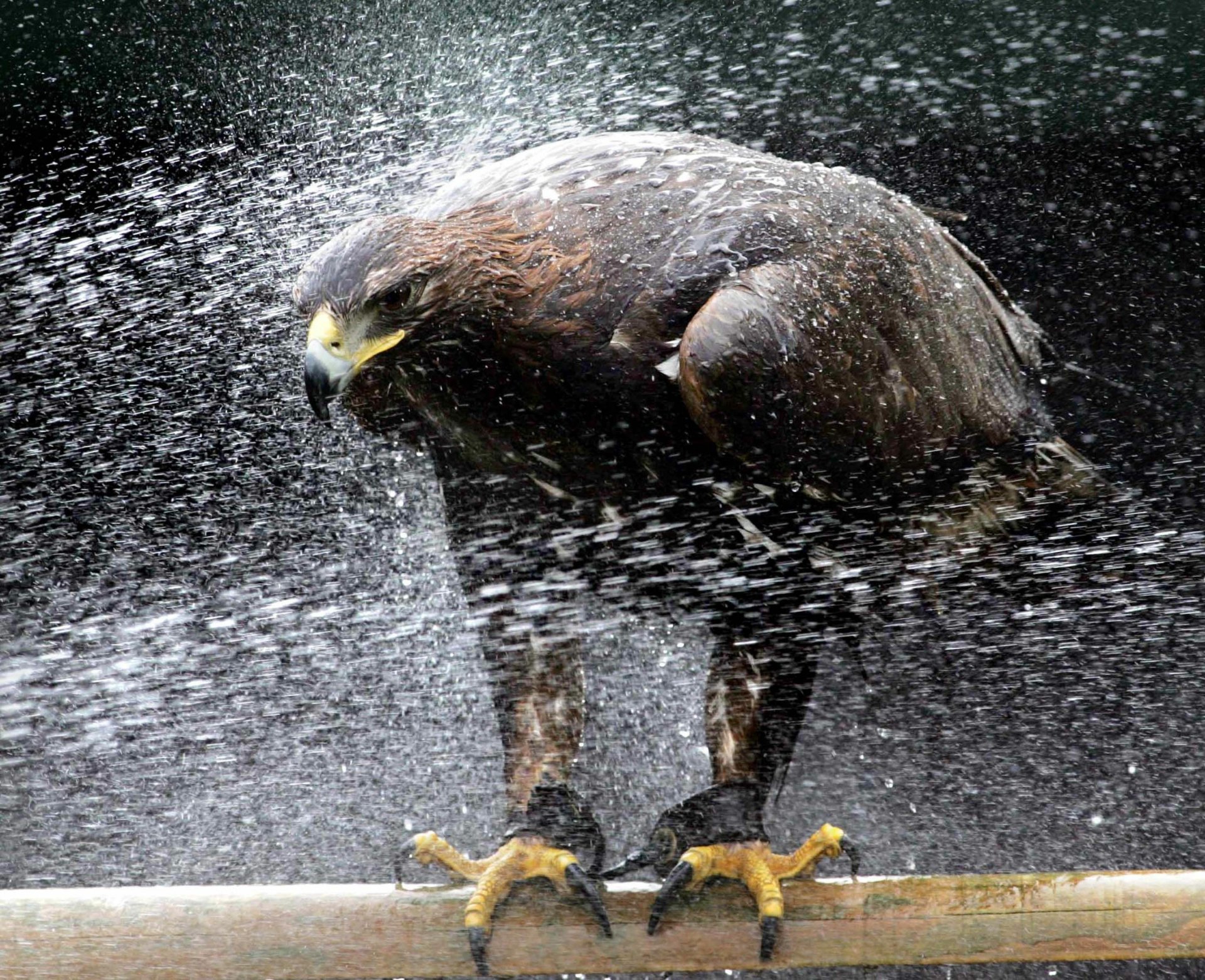 Download Bird Animal Hawk HD Wallpaper