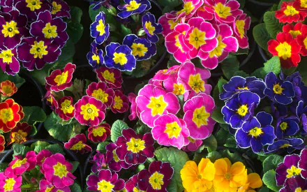  Colorful Primulas