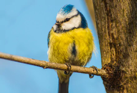  Eurasian Blue Tit