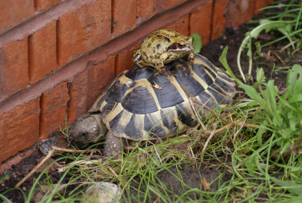 A close-up of a turtle with a frog perched on its back, surrounded by grass and a brick wall, creating a vibrant 4K Ultra HD desktop wallpaper featuring these animals.
