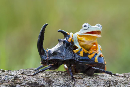  frog on beetle