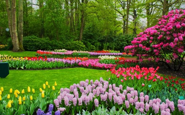 Fotografía Parque Flor Florecer Tulipán Jacinto Colorful Primavera Fondo de pantalla HD | Fondo de Escritorio