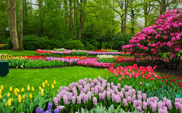 A vibrant spring park scene filled with colorful hyacinths and tulips in full bloom, surrounded by lush greenery—a stunning 4K Ultra HD desktop wallpaper.