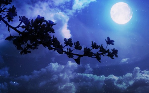 Earth Blossom Flowers Flower Cherry Blossom Night Cloud Stars Blue Moon HD Wallpaper | Background Image