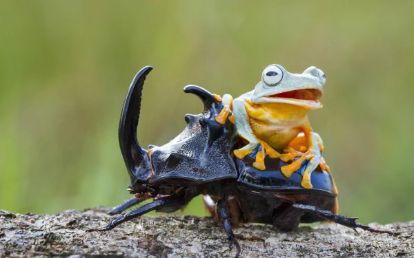  frog on beetle