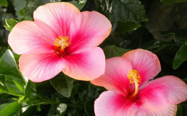  Pink Hibiscus