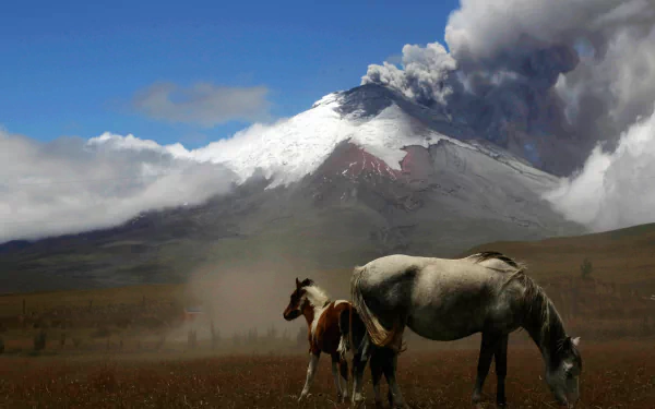  2 wild horse, foal and mare