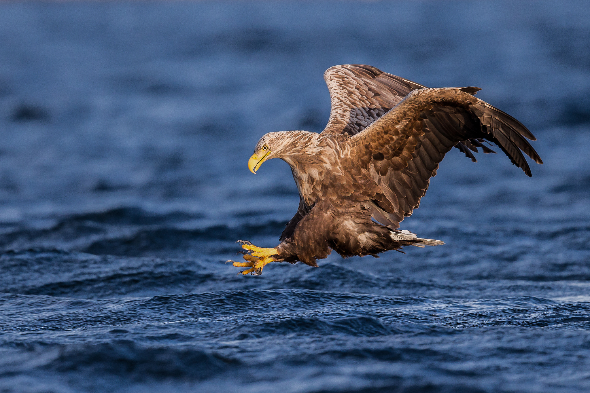 Animal White-Tailed Eagle HD Wallpaper | Background Image