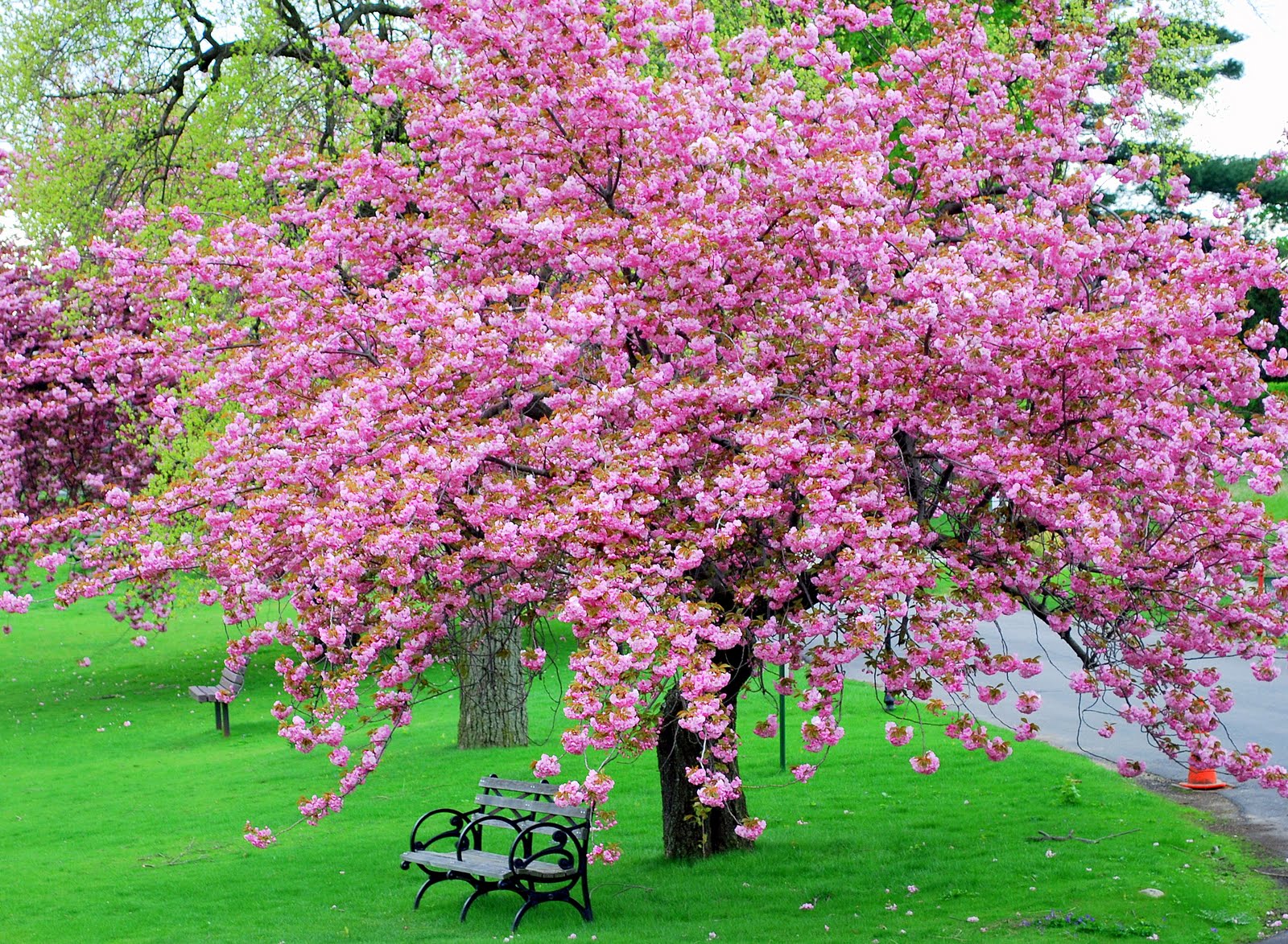 Pink Tree in Park