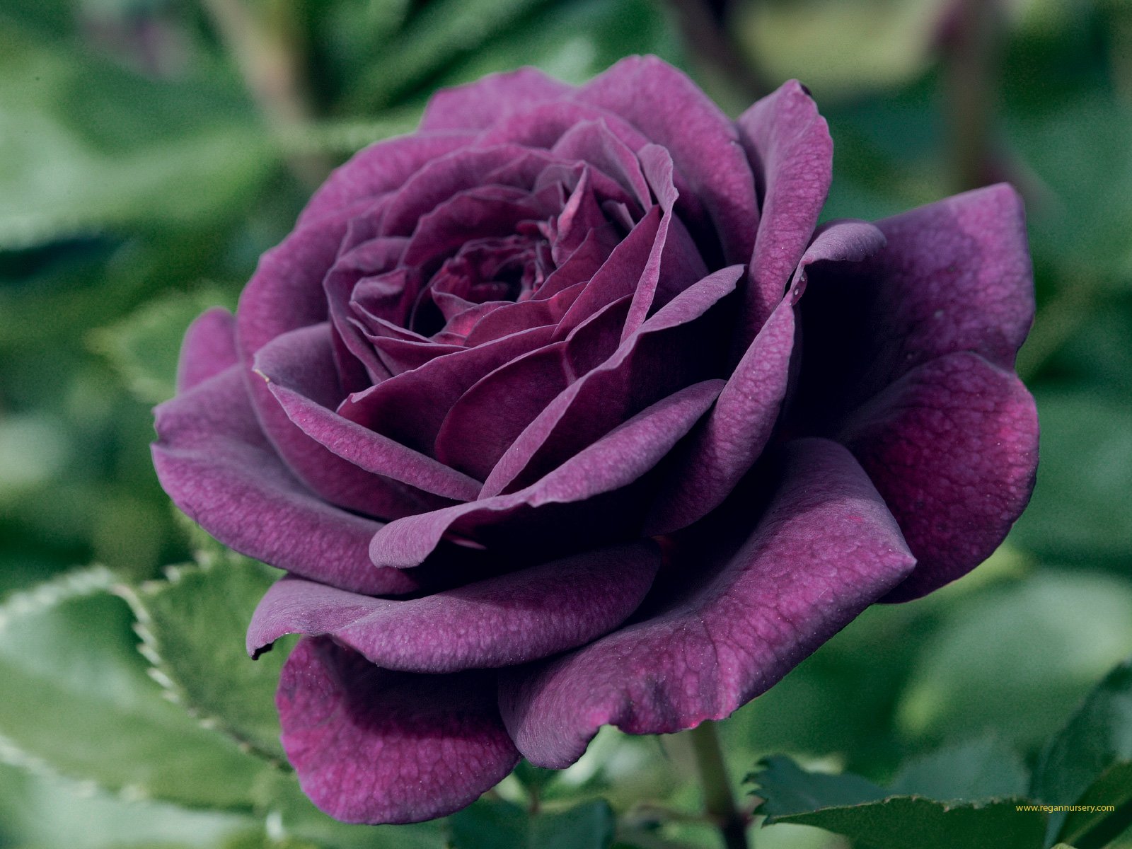 Download Purple Flower Close-up Nature Rose Wallpaper