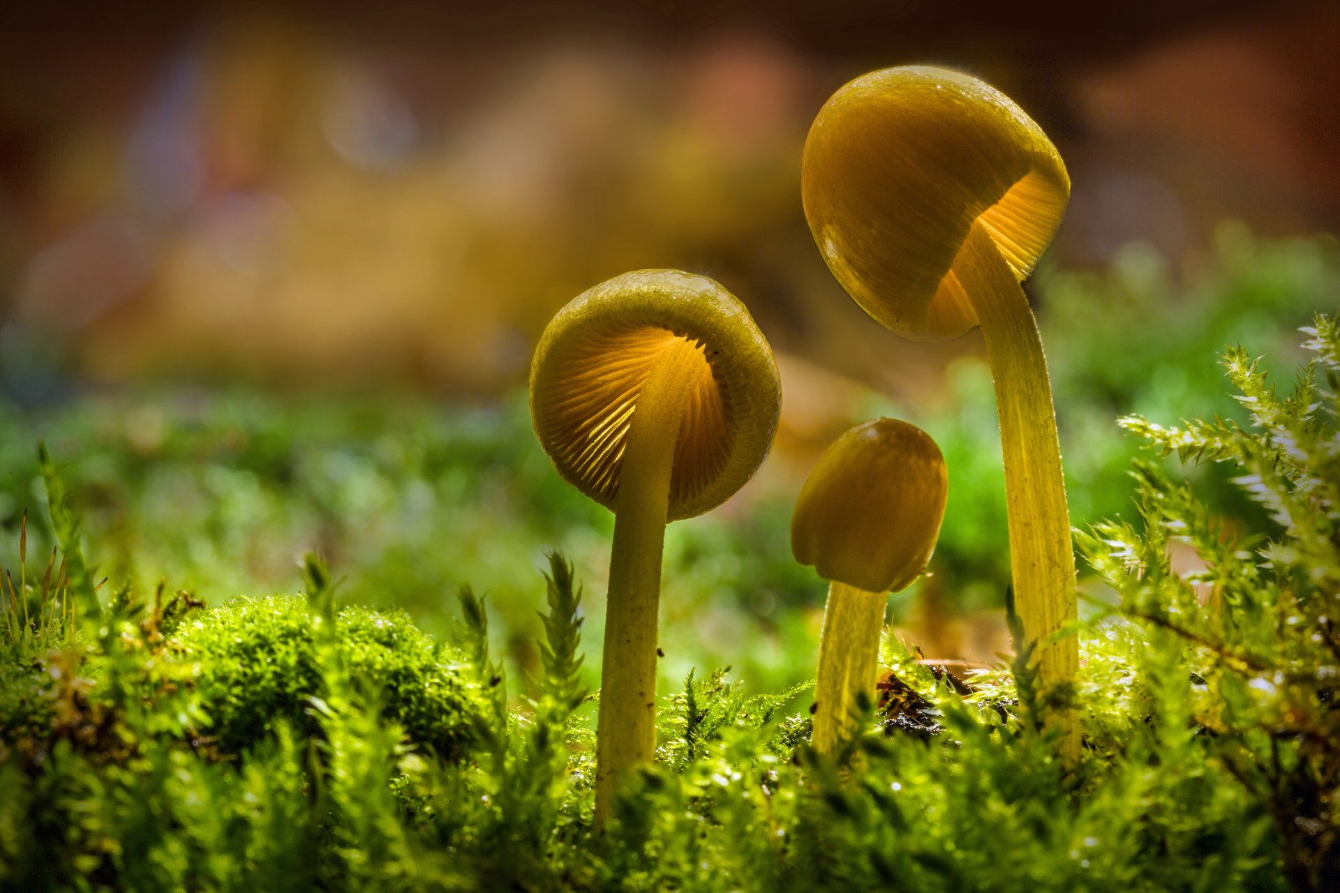 Close-up of sunlit mushrooms growing among green moss in a vibrant nature scene, captured in 4K Ultra HD for a detailed PC desktop wallpaper background.