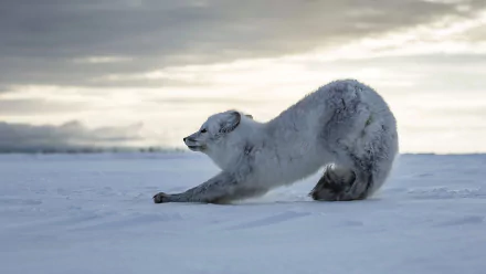 arctic fox TV Show Life Story HD Desktop Wallpaper | Background Image