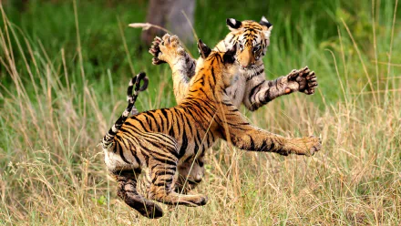 tiger TV Show Life Story HD Desktop Wallpaper | Background Image
