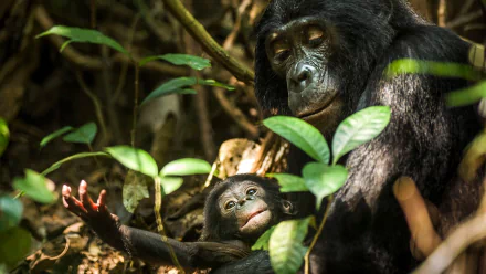 chimpanzee TV Show Life Story HD Desktop Wallpaper | Background Image