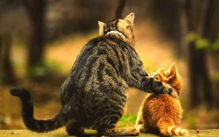 Two affectionate cats, one larger gray tabby and one smaller orange kitten, seated closely together. The gray cat has a paw over the kitten's back. HD wallpaper tagged with cute, love, and kitten.