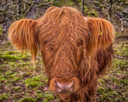  Highlander Calf by sophiaspurgin