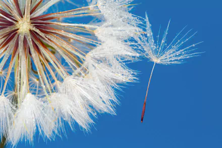 Close-up macro shot of a white dandelion seed head against a clear blue sky, captured in stunning 4K Ultra HD resolution as a nature-themed PC desktop wallpaper.