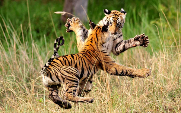 tiger TV Show Life Story HD Desktop Wallpaper | Background Image