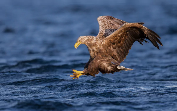 eagle bird Animal white-tailed eagle HD Desktop Wallpaper | Background Image