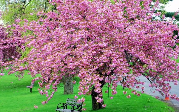 Photography Park Bench Spring Tree Blossom Pink Flower HD Wallpaper | Background Image