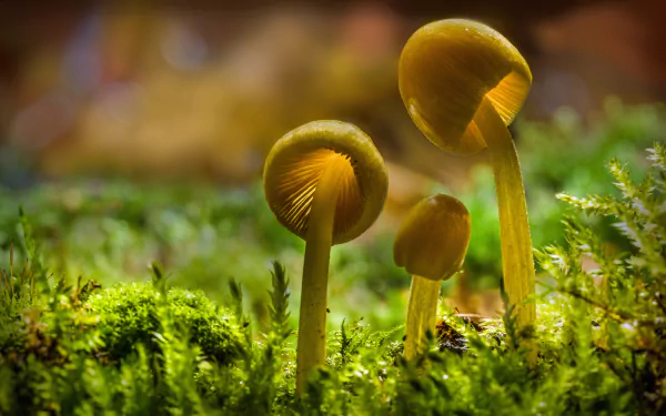 Close-up of sunlit mushrooms growing among green moss in a vibrant nature scene, captured in 4K Ultra HD for a detailed PC desktop wallpaper background.