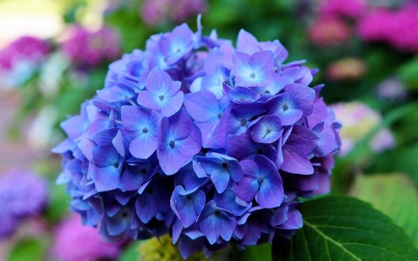 Nature Hydrangea Flowers Close-Up Flower Blue Flower HD Wallpaper | Background Image