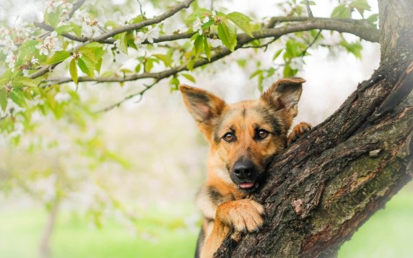 Animal German Shepherd Dogs Dog Puppy Tree HD Wallpaper | Background Image