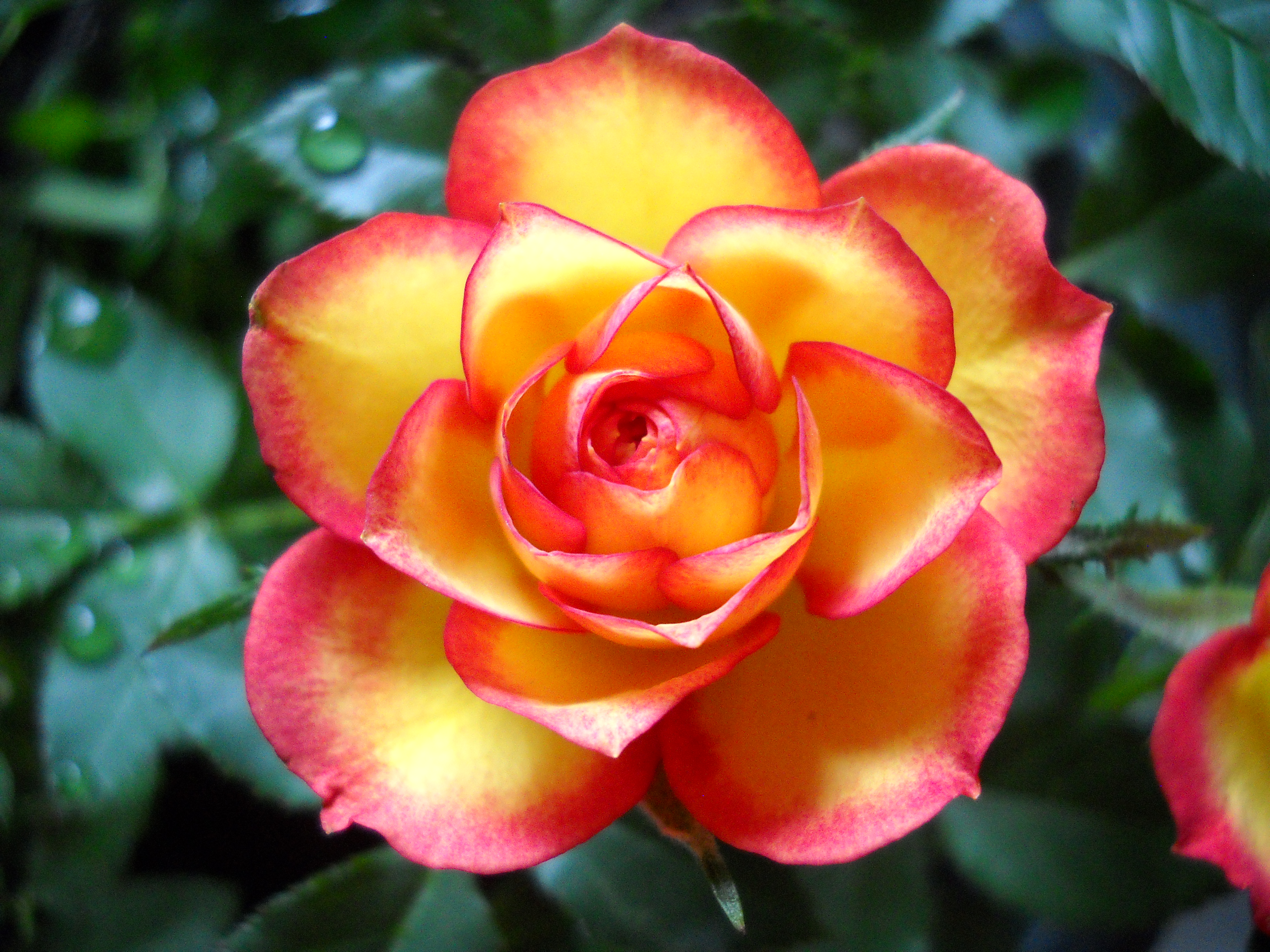 pink and yellow roses wallpaper
