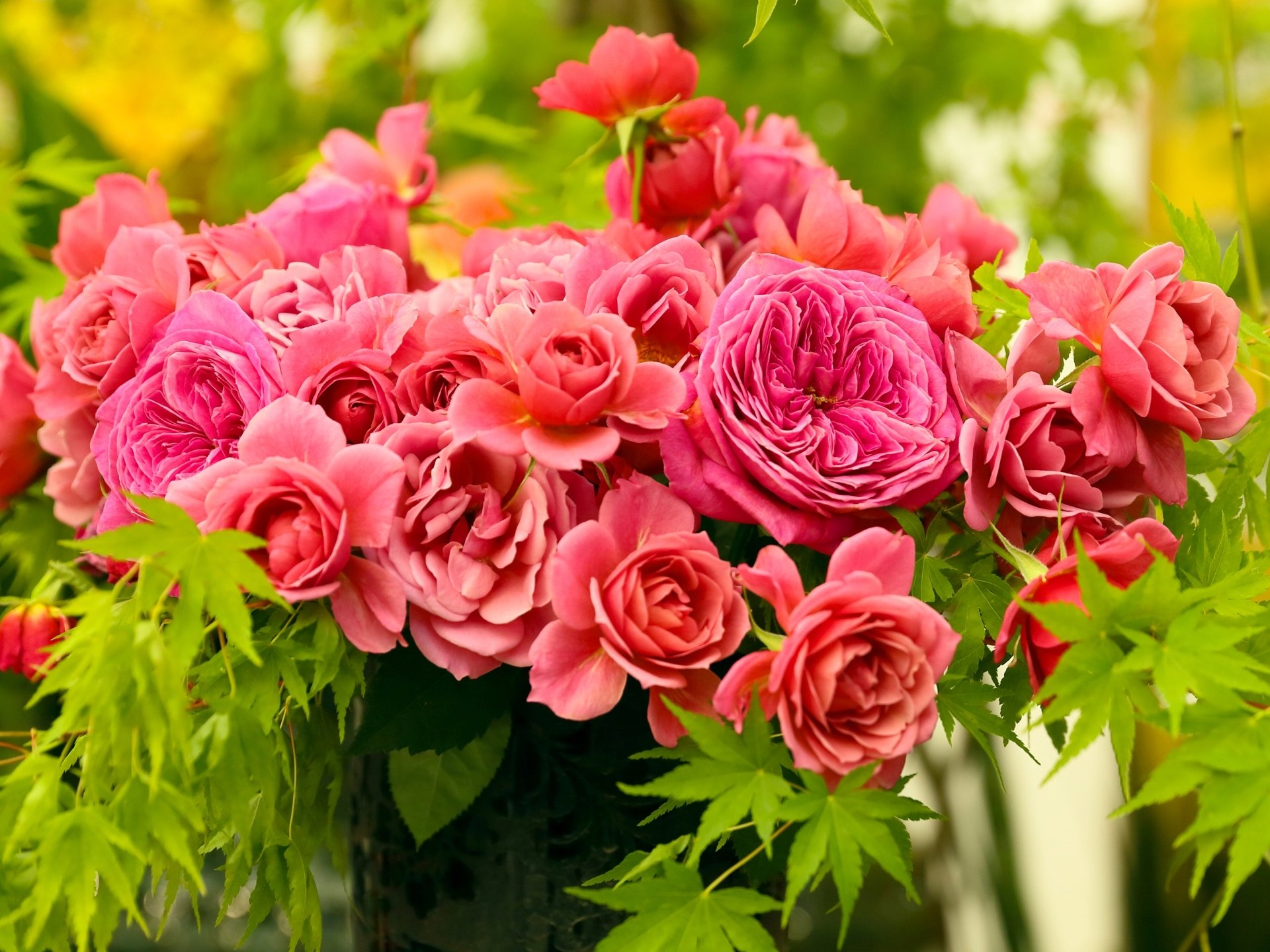 Download Pink Flower Close-up Flower Nature Rose HD Wallpaper