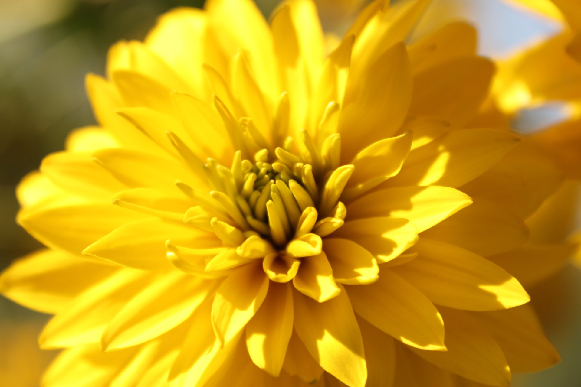 Download Yellow Flower Close-up Flower Nature Dahlia 4k Ultra HD Wallpaper