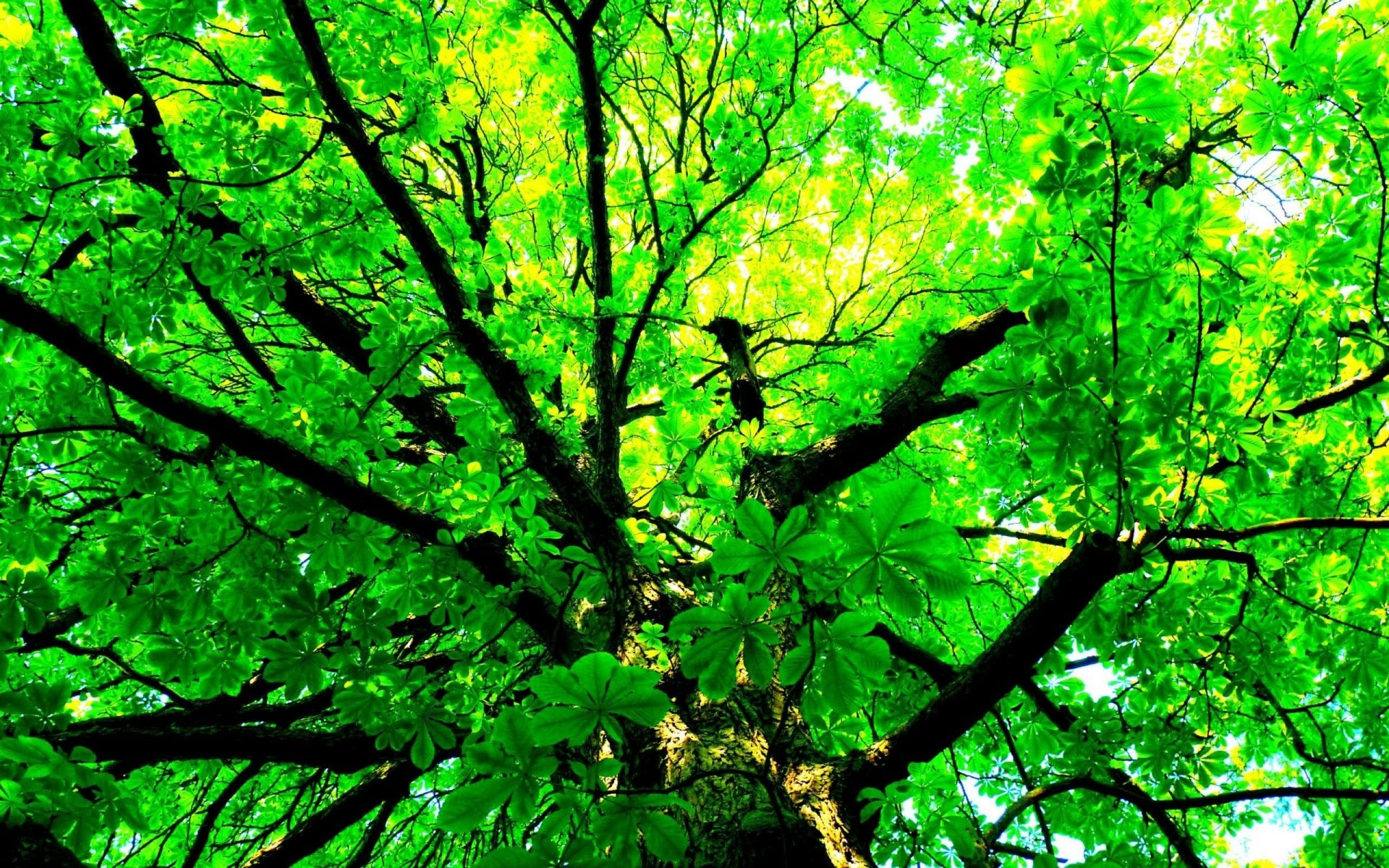 Download Canopy Leaf Branch Green Nature Tree HD Wallpaper