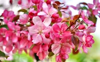 Download Close-up Pink Flower Cherry Blossom Blossom Flower Earth ...