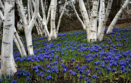 A vibrant field of bluebells blooms beneath slender birch trees, showcasing the beauty of spring in a serene natural setting. A stunning HD wallpaper for nature lovers.
