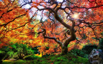 HD PC desktop wallpaper/background: a twisted Japanese garden tree in fall, vibrant red-orange leaves and mossy ground, sunbeams filtering through nature's gnarled branches.