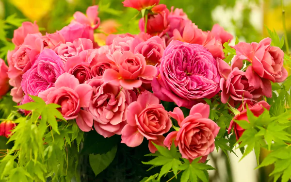  Pink Roses