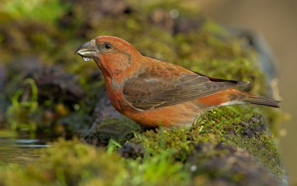 Animal Bird Birds Close-Up Moss Bokeh HD Wallpaper | Background Image