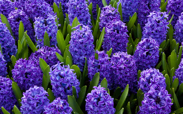 Close-up of vibrant purple hyacinth flowers with green leaves, captured in stunning 4K Ultra HD, showcasing nature's detailed beauty in a high-resolution desktop wallpaper.