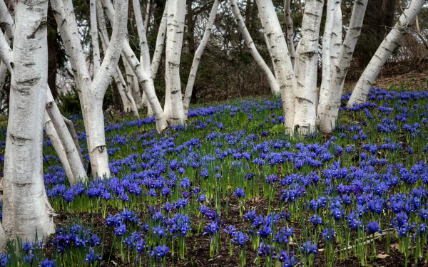 A vibrant field of bluebells blooms beneath slender birch trees, showcasing the beauty of spring in a serene natural setting. A stunning HD wallpaper for nature lovers.